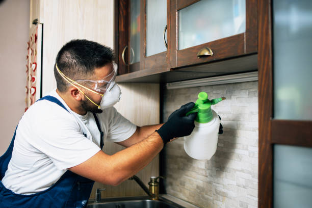 Best Flea Control Services  in Ivins, UT
