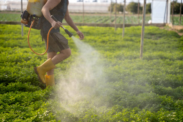 Best Wasp Removal Services  in Ivins, UT