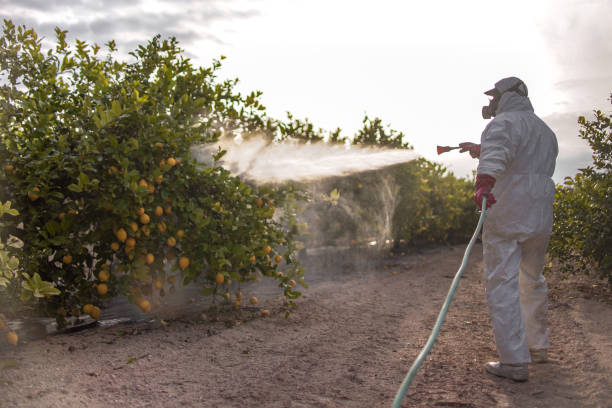 Spider Control Near Me in Ivins, UT