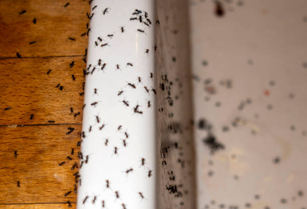 Best Affordable Pest Control Services  in Ivins, UT