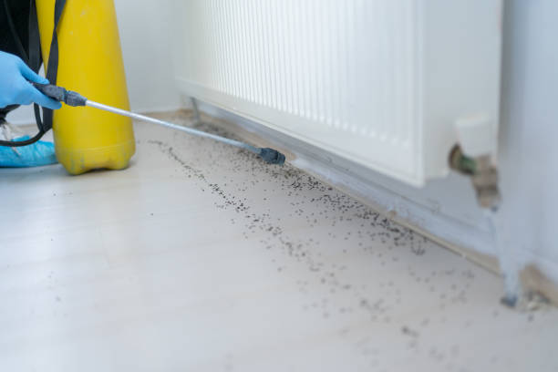 Best Cockroach Control Services  in Ivins, UT